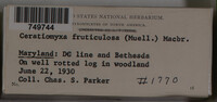 Ceratiomyxa fruticulosa var. fruticulosa image